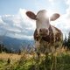 Dierenbeschermers willen verbod op koeienbellen Beieren