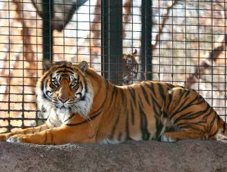 Tijger valt verzorger aan in Amerikaanse dierentuin