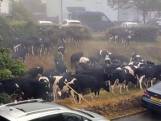 Un village britannique envahi par des vaches