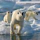 Klimaatverandering heeft minder ijsberen en meer daadkracht nodig