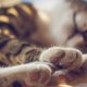 Gezin denkt schattige kittens gered te hebben, tot ze wel héél hard bijten