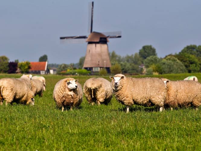 Deze maand al 77 schapen doodgebeten in Nederland