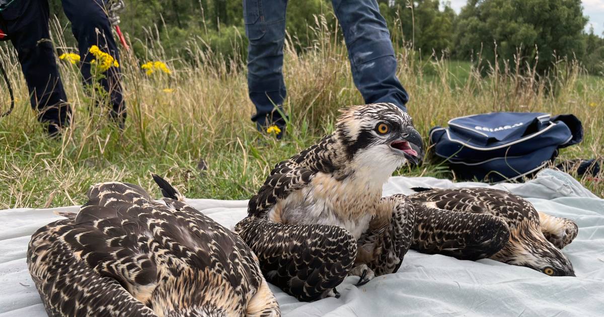 Visarend dood na botsing met hoogspanningskabel: ‘Vogel heeft flinke klap gemaakt’.