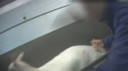 In de video van Animal Rights is te zoen hoe een geit aan zijn staart wordt getrokken zodat deze naar voren gaat lopen