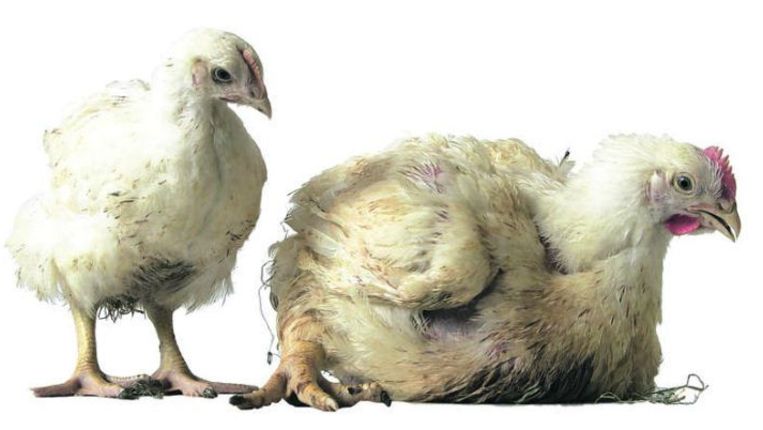 null Beeld 