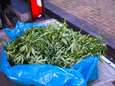 Wietplantage opgerold in flatje boven winkelcentrum