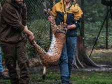 De lynx rukt op (en die jaagt wolven weg): katachtig dier staat aan de grens