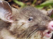 Découverte en Indonésie d'un rat "au nez plat"