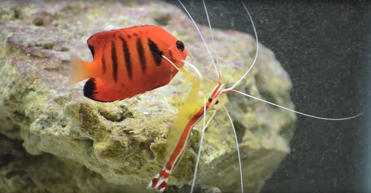 Een poetsgarnaal geeft een vis een schoonmaakbeurt Beeld YouTube