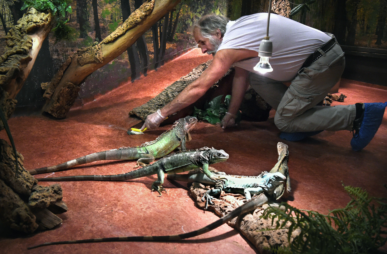 Reptielenzoo Iguana in Vlissingen verwelkomt jaarlijks tweeduizend reptielen en amfibieën. Beeld Marcel van den Bergh