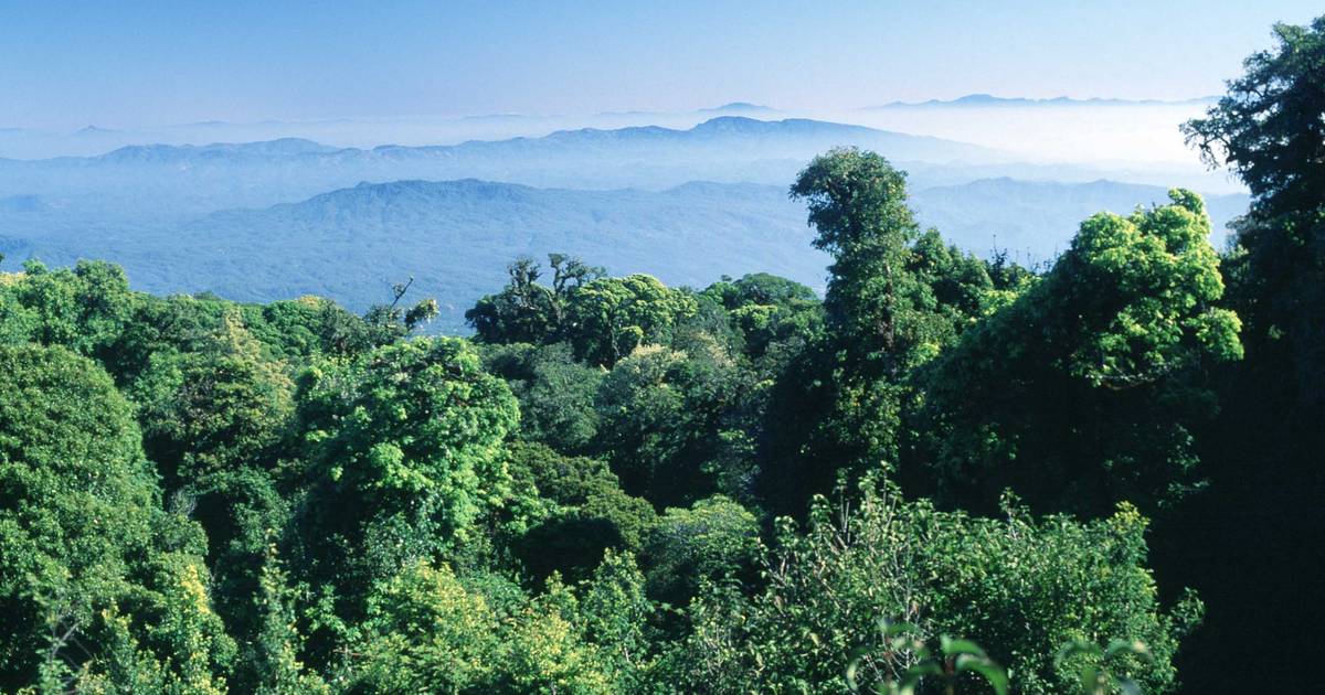 Una donna tedesca di 75 anni è stata trovata viva dopo aver trascorso 7 giorni e 7 notti senza cibo nella giungla thailandese |  all’estero