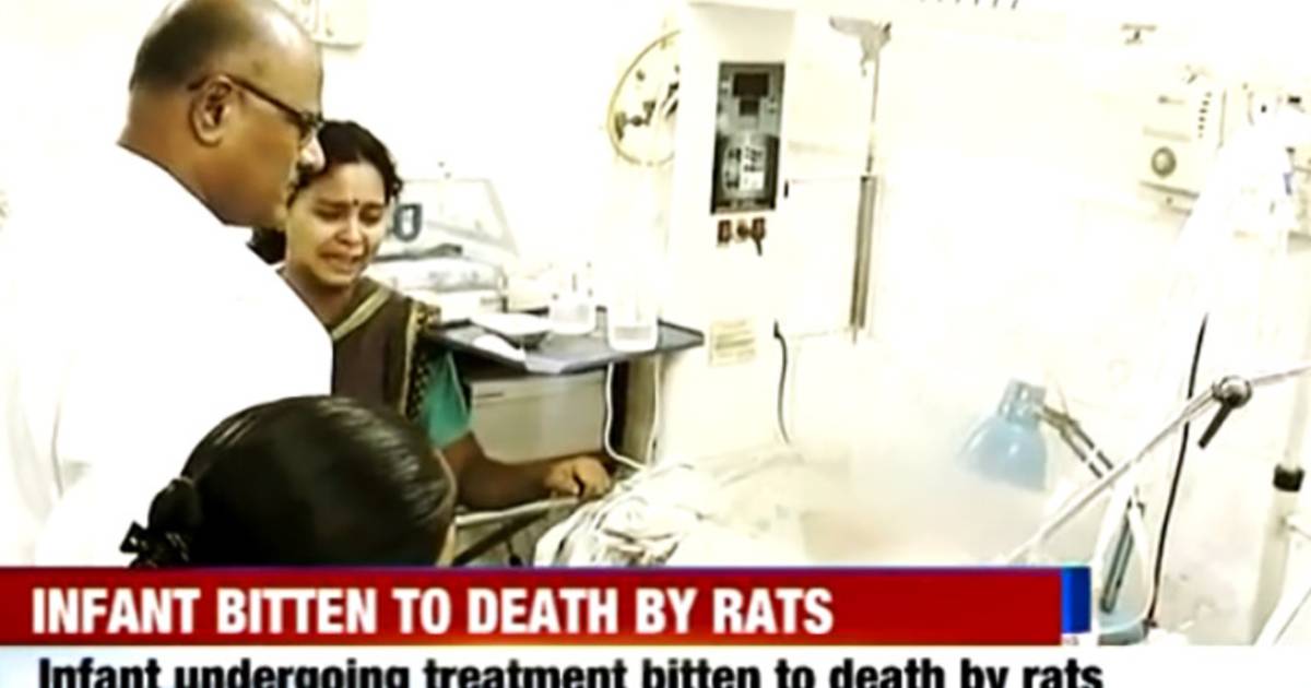 Ratten bijten couveusebaby dood in Indiaas ziekenhuis Bizar AD.nl
