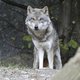 De slag om de wolf mondt steeds meer uit in een politiek getinte pr-strijd: was het wel een wolf? Of toch een hond?
