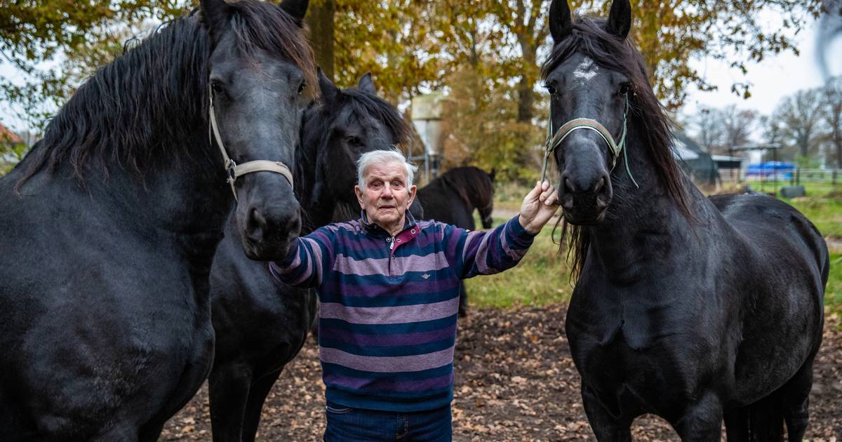 Na 50 jaar is het hem toch gelukt: Willem uit Holten valt eindelijk in de met zijn Friese dekhengst | Rijssen-Holten | tubantia.nl