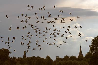 Vogelaar Lex spot bijna 200 ooievaars: ‘Waarschijnlijk wordt de groep steeds groter’
