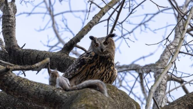 Uil gespot: New York in de ban van ontsnapte Flaco
