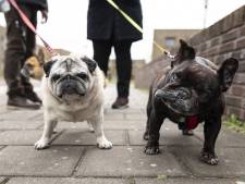 Baasjes honden nog niet massaal op de bon