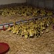 ‘De hypocrisie over foie gras moet stoppen. Er is veel erger dierenleed’