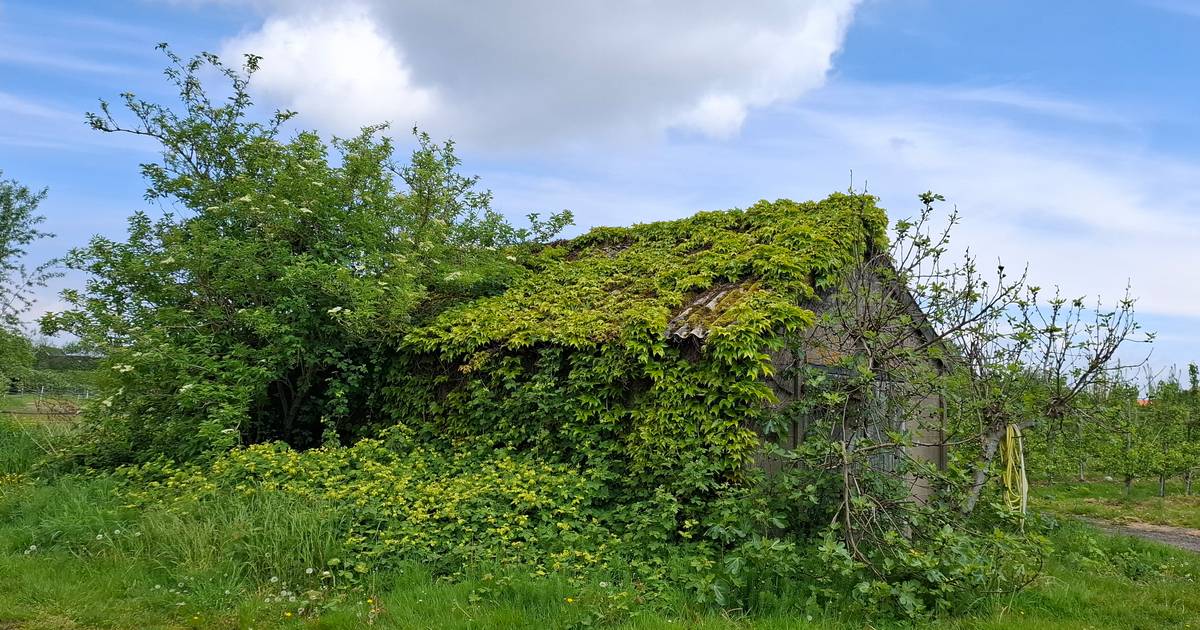 MIJN FOTO | Een kwestie van vergroenen