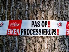 Eikenprocessievlinder paart in het donker, straatlantaarns blijven in Enschede gewoon aan 