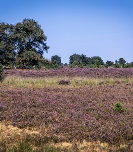Heide in Brabant staat in bloei, stuur jouw foto in!
