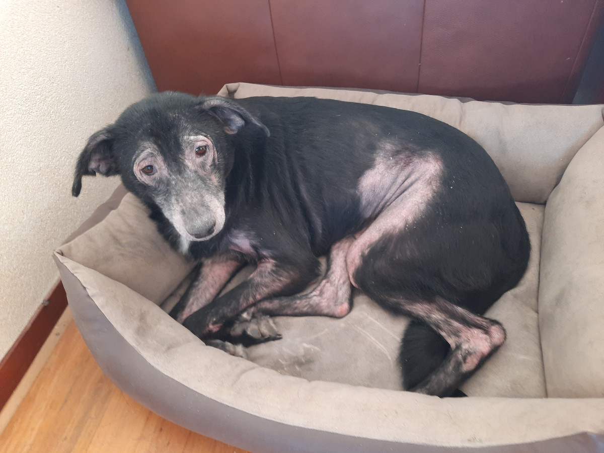 Omdat de eigenaar van de hond weigerde het dier de juiste zorg te geven, is de hond meegenomen en overgebracht naar een geheime locatie waar het dier de zorg krijgt die nodig is.