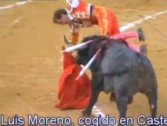 Stier van 600 kg spiest torero beenwonde van 20 cm