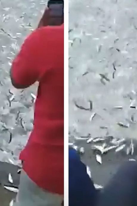 Une fascinante “course de sardines” en Inde