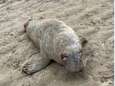 Un jeune phoque meurt après une attaque de chien sur la plage de Coxyde