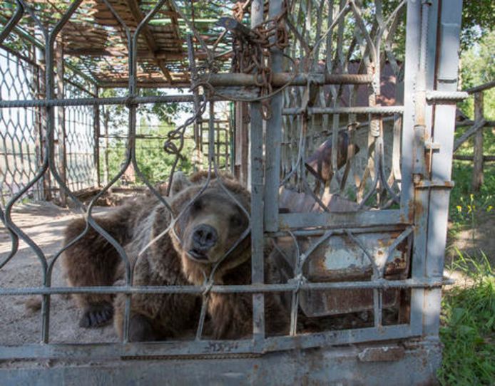 De illegaal gevangen beren worden in kooien of donkere kelders weggestopt.