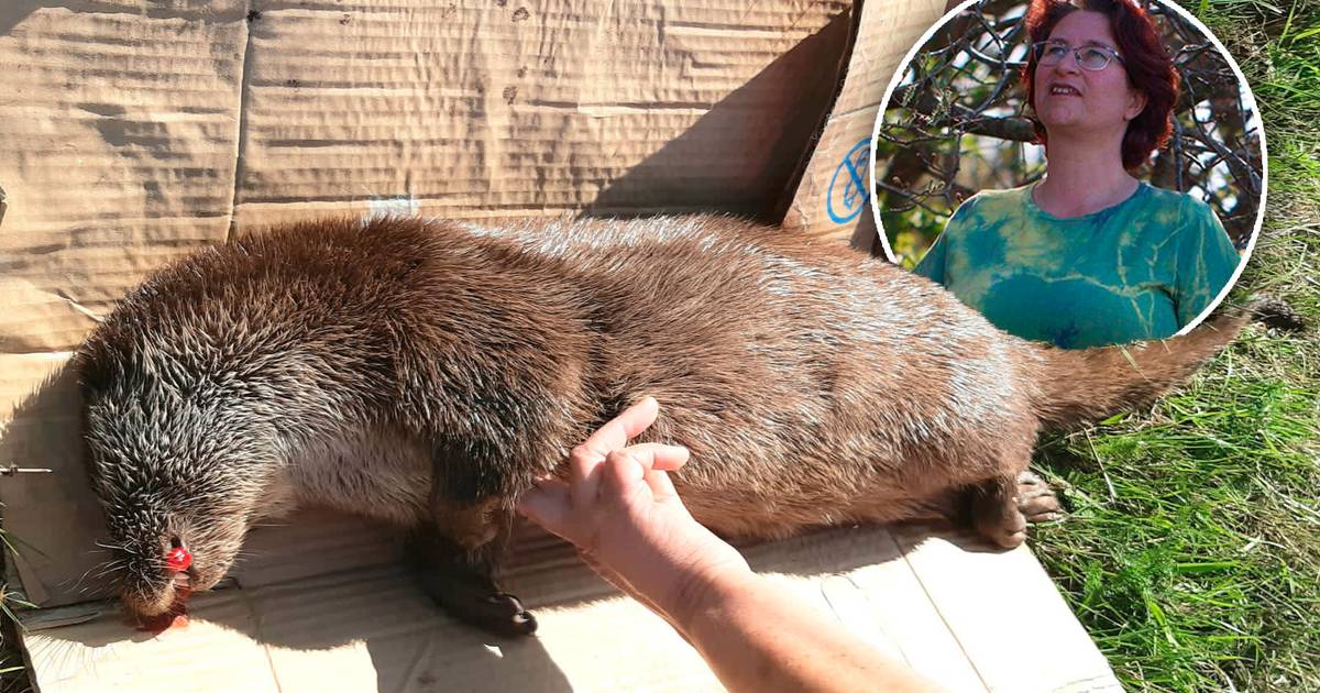 Yfke vindt aangereden otter bij Giethoorn: ‘Hij stierf in mijn armen’.