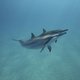 Kleinste dolfijnsoort bijna uitgestorven: amper 10 volwassen vrouwtjes blijven over