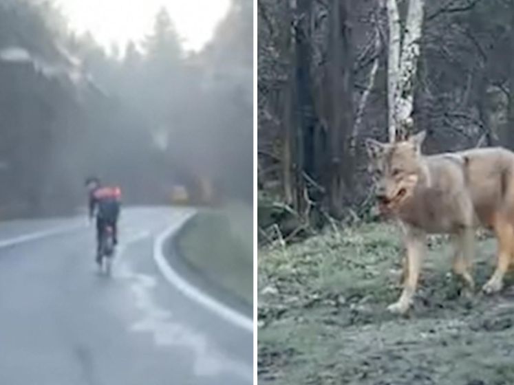 Wolf rent achter wielrenner aan op Roemeense bergpas