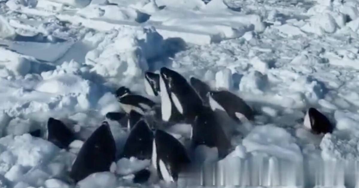 Killer whales stuck in ice floe 'trap' off Japanese coast: 'Can't escape as they gasp for breath' |  the animals