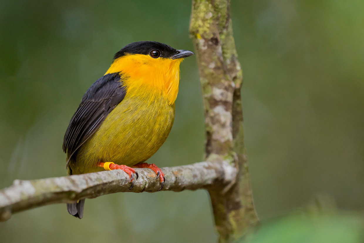 The golden-collared manaquine, a species of bird that has fallen sharply in the Panama Nature Reserve.  Image Getty Images