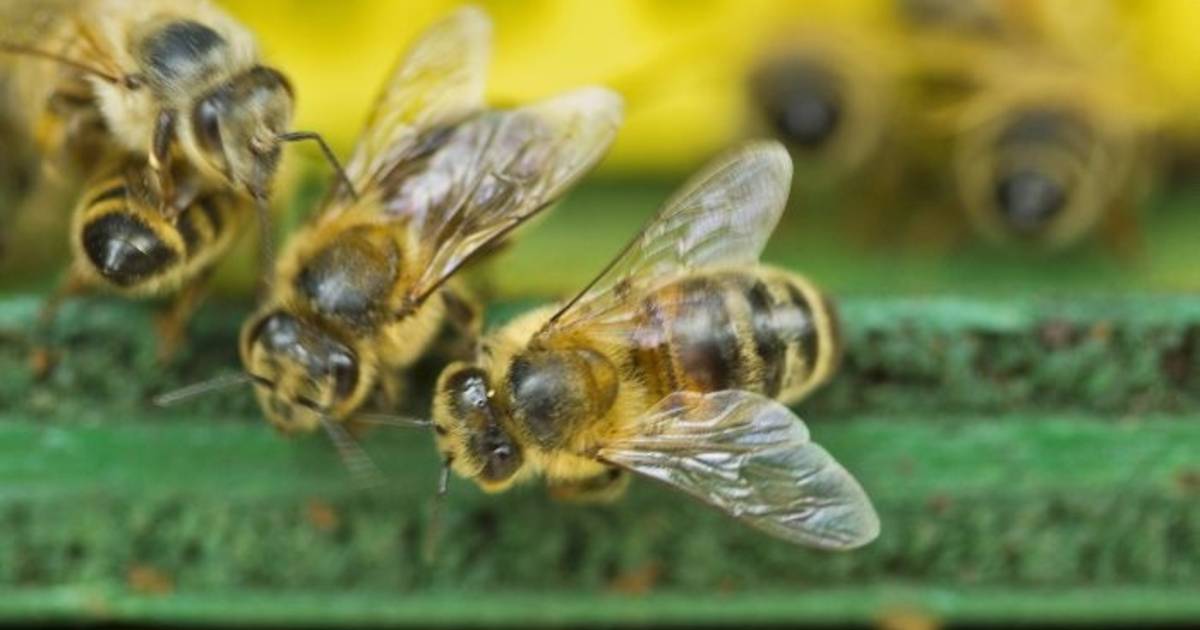 Stad zorgt voor warm nest bijen | Nijmegen | gelderlander.nl
