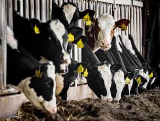 Aantal melkveehouders gehalveerd, maar er zijn juist méér koeien: ‘Den Haag denkt hier te weinig over na’