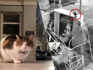 KIJK. Man slaat kat Miesje op brutale wijze dood, politie verspreidt de beelden om hem te vinden