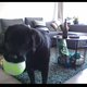 Hond belt man: Britse wetenschapster ontwerpt speeltje waarmee eenzame hond zijn baasje belt