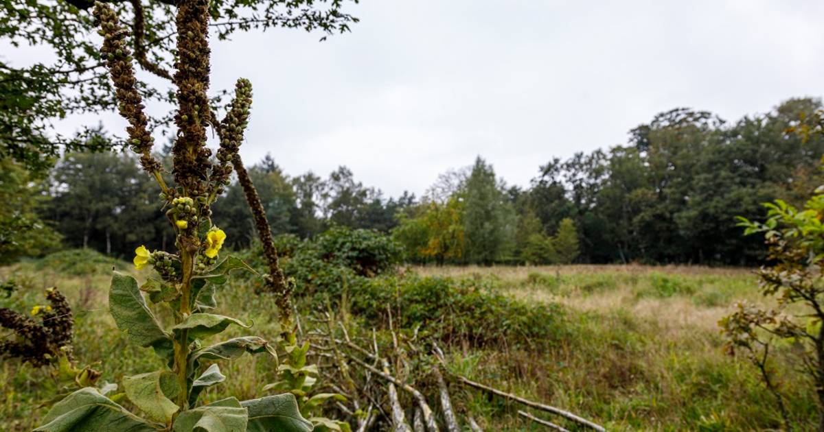 Utrechts Landschap koopt Harlanterrein bij Zeist en wil er bloemrijk stuk grond van maken