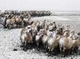 Discussie over wilde dieren in de vrieskou laait weer op