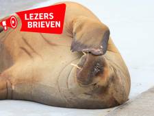 Reacties op doden walrus Freya: ‘Een schande dat een dierenarts zich hiervoor laat gebruiken’