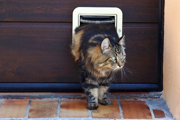 Katten ongecontroleerd naar buiten laten gaan, is illegaal.