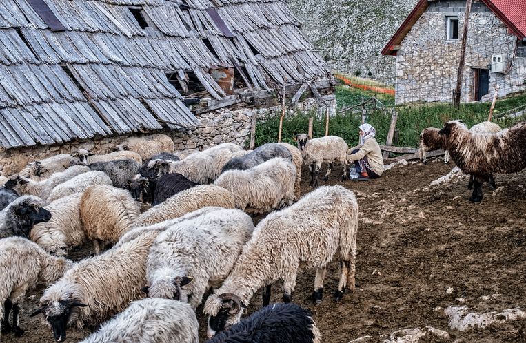 De schapenmelk kom eraan. Beeld Tim Dirven