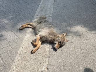 Jonge wolf die rondzwierf in woonwijken doodgereden in Zoersel