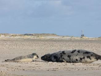 Zeldzame zeehondenpup die werd geboren op Nederlands strand wordt verplaatst naar geheime locatie