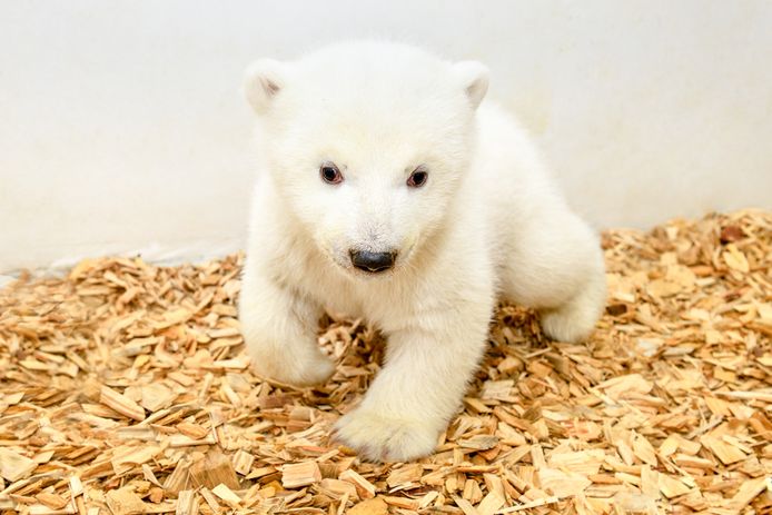 Het is een meisje! Elf weken oud ijsbeertje laat zich zien in zoo | Dieren | hln.be