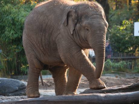 Rampjaar voor Dierenpark Amersfoort, nu weer een olifant dood: ‘Wat blijft ons niet bespaard?’