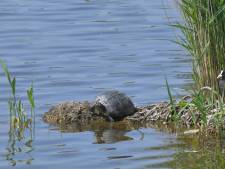MIJN FOTO | Schildpad bezoekt meerkoet