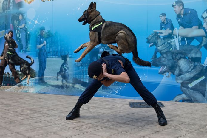 Een waakhond van de gevangenis in Hong Kong laat met zijn bewaker zijn kunsten zien. Foto Jerome Favre